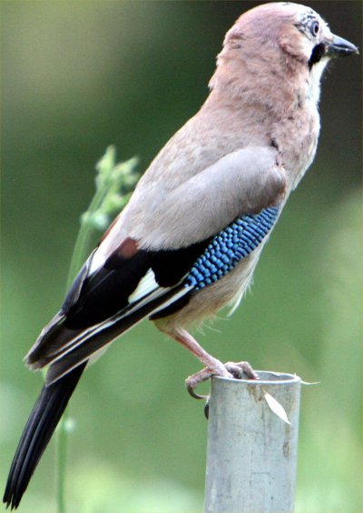 We Could Not Persuade this Jay to Pose on a Coin